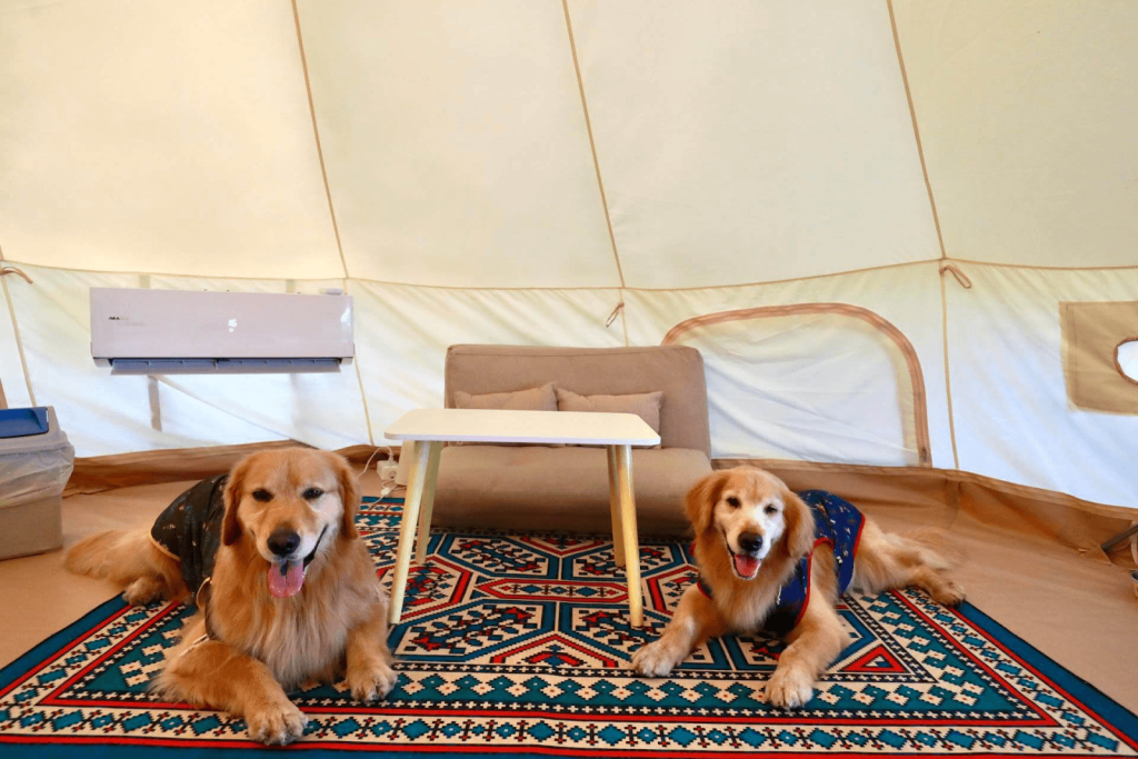 圖片來源:拉法鋼琴咖啡屋提供／ 寵物友善專屬豪華帳篷附設冷氣