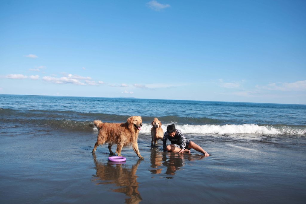 圖片來源:拉法鋼琴咖啡屋提供／ 園區都蘭沙灘及兩隻黃金獵犬與主人戲水